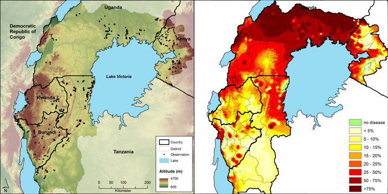 Observation locations of BXW disease incidence as black dots and altitude as background (left map) and percentage land that is infected by the disease (right map).